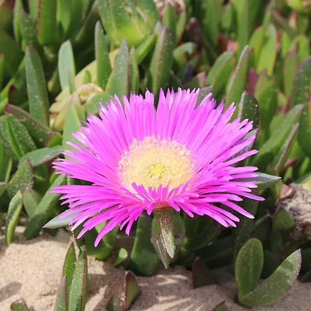 Villa Boa Vista Sul - Terra Da Eira - Raposeira Holiday home