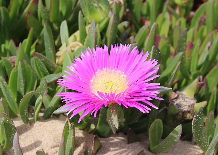 Boa Vista Sul - Terra Da Eira - Raposeira Nyaraló